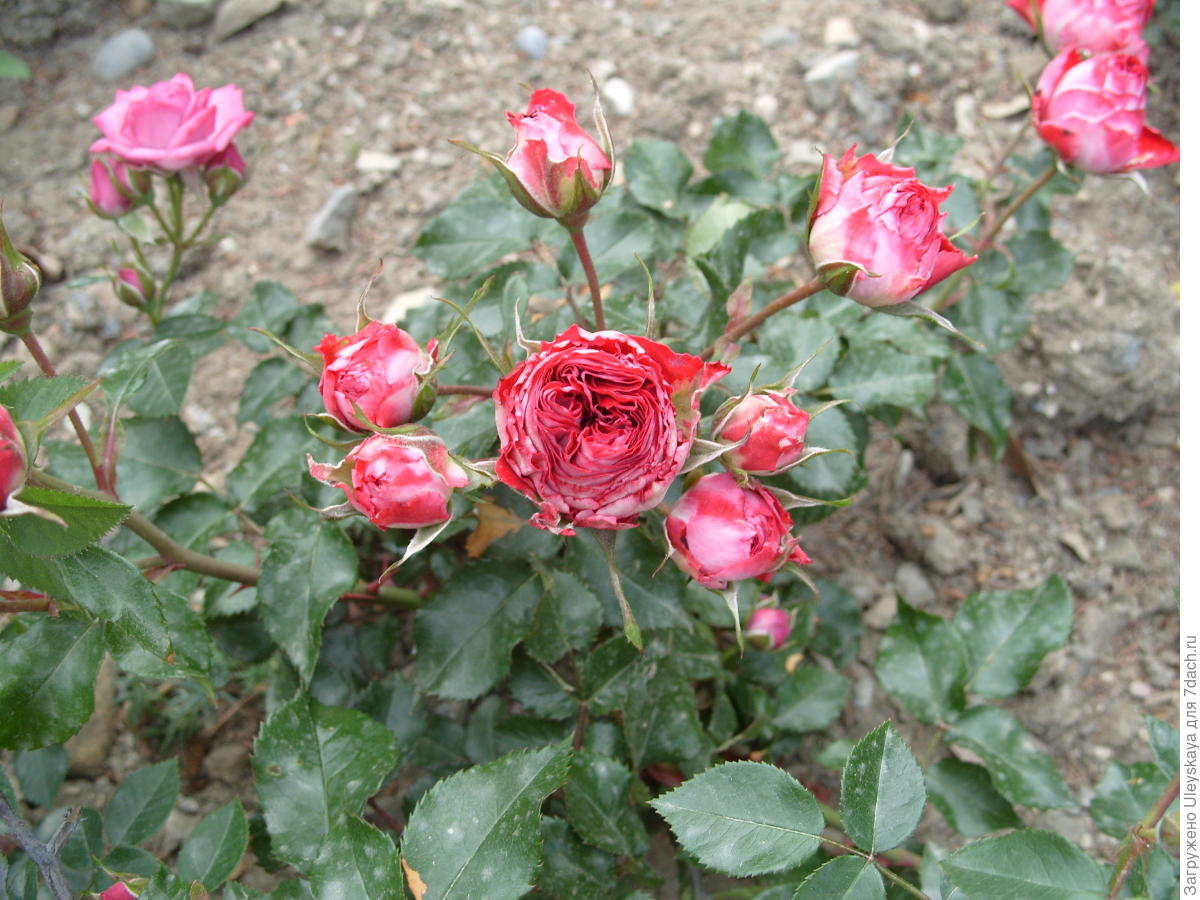 Миниатюрная роза сорт ‘Гранатовый Браслет’.