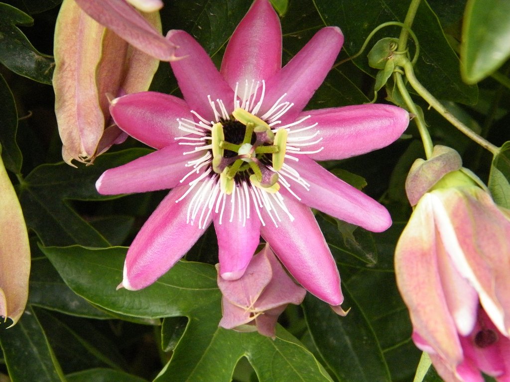 passiflora-foto-video-vidy-opisanie-razmnozhenie-posadka-uhod-10
