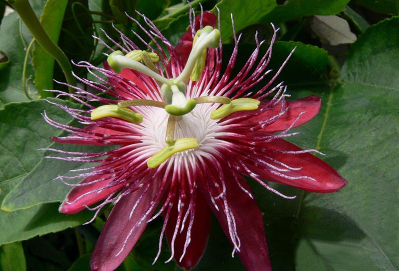 passiflora-foto-video-vidy-opisanie-razmnozhenie-posadka-uhod-6