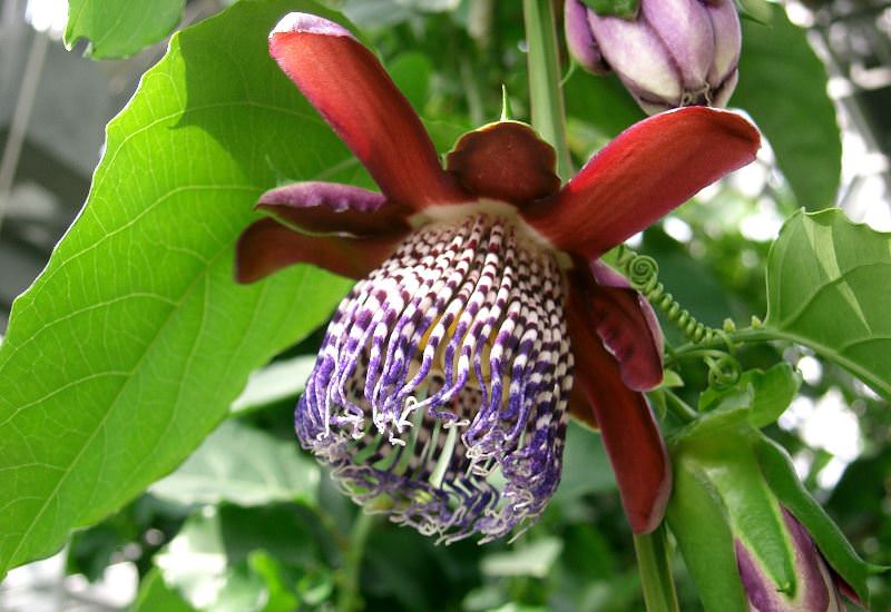 passiflora-foto-video-vidy-opisanie-razmnozhenie-posadka-uhod-7