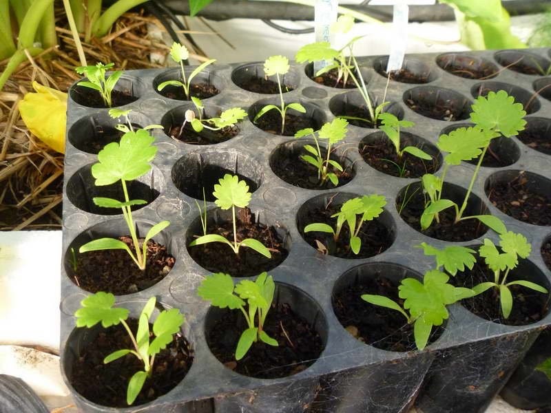 Сеянцы пастернака аккуратно прореживают, когда растения сформируют 2-3 настоящих листочка.