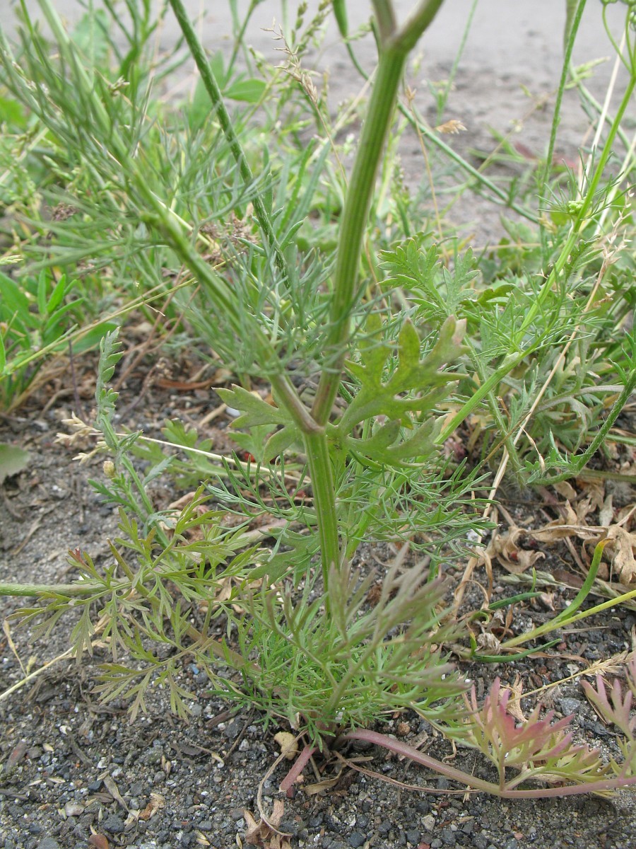 Кориандр, или кинза (Coriandrum sativum).