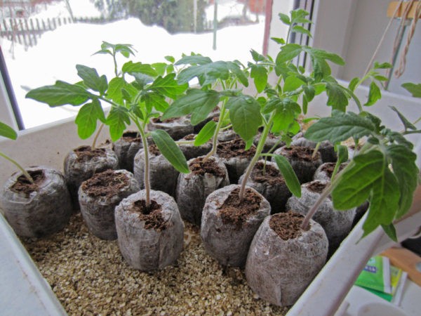 При выращивании в торфяных таблетках дополнительные подкормки рассаде томатов не нужны.