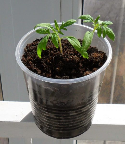Укоренение обрезанных ростков томатов лучше проводить с поливом раствором стимулятора корнеобразования.