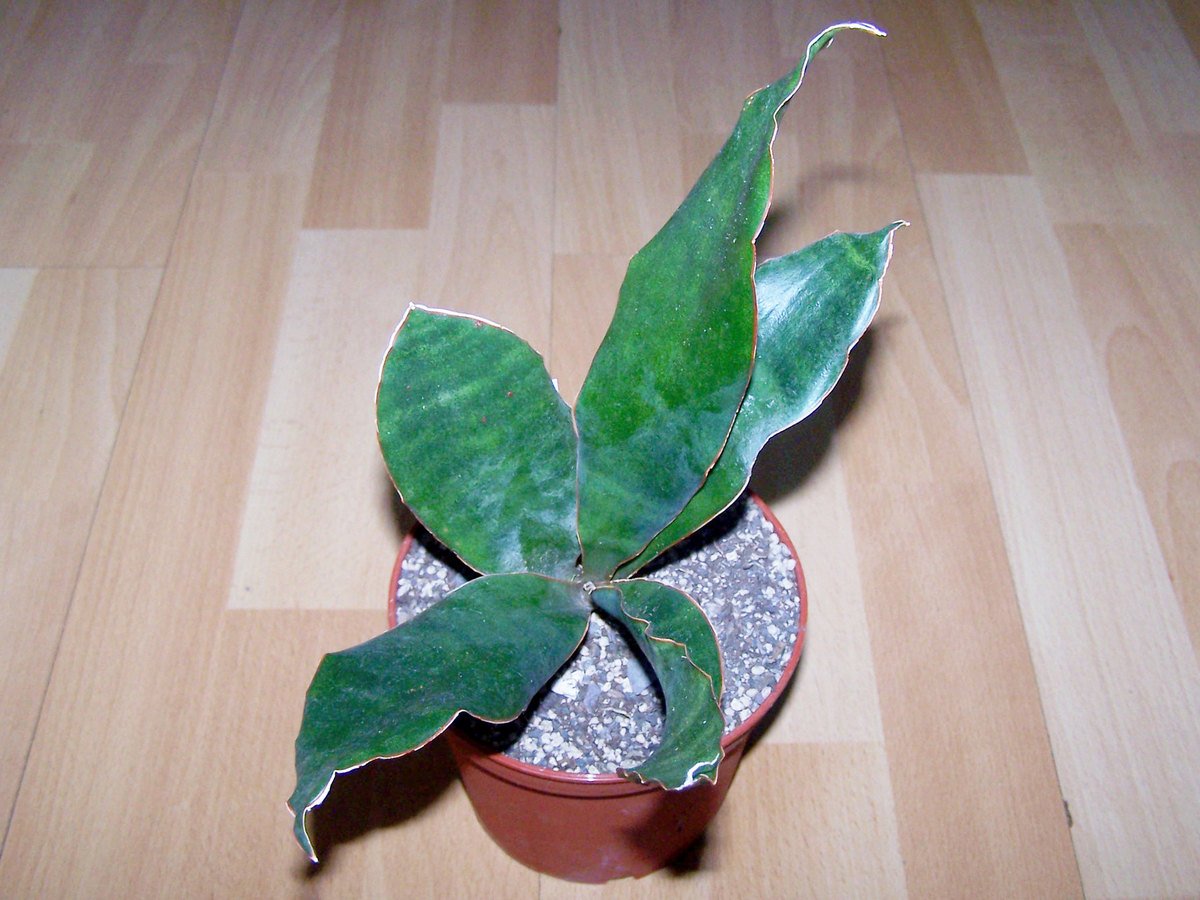 Сансевиерия гиацинтовая (Sansevieria hyacinthoides).