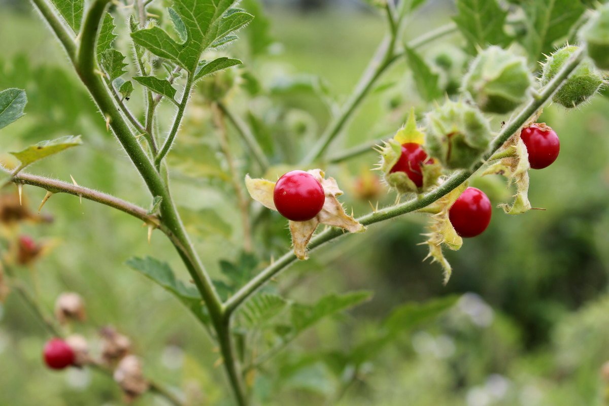 kolyuchij-pomidor-foto-opisanie-lichi-osobennosti-vyrashhivaniya-v-srednej-polose-1