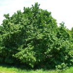 Лесной орех: фото, описание, как посадить и ухаживать за лещиной в саду