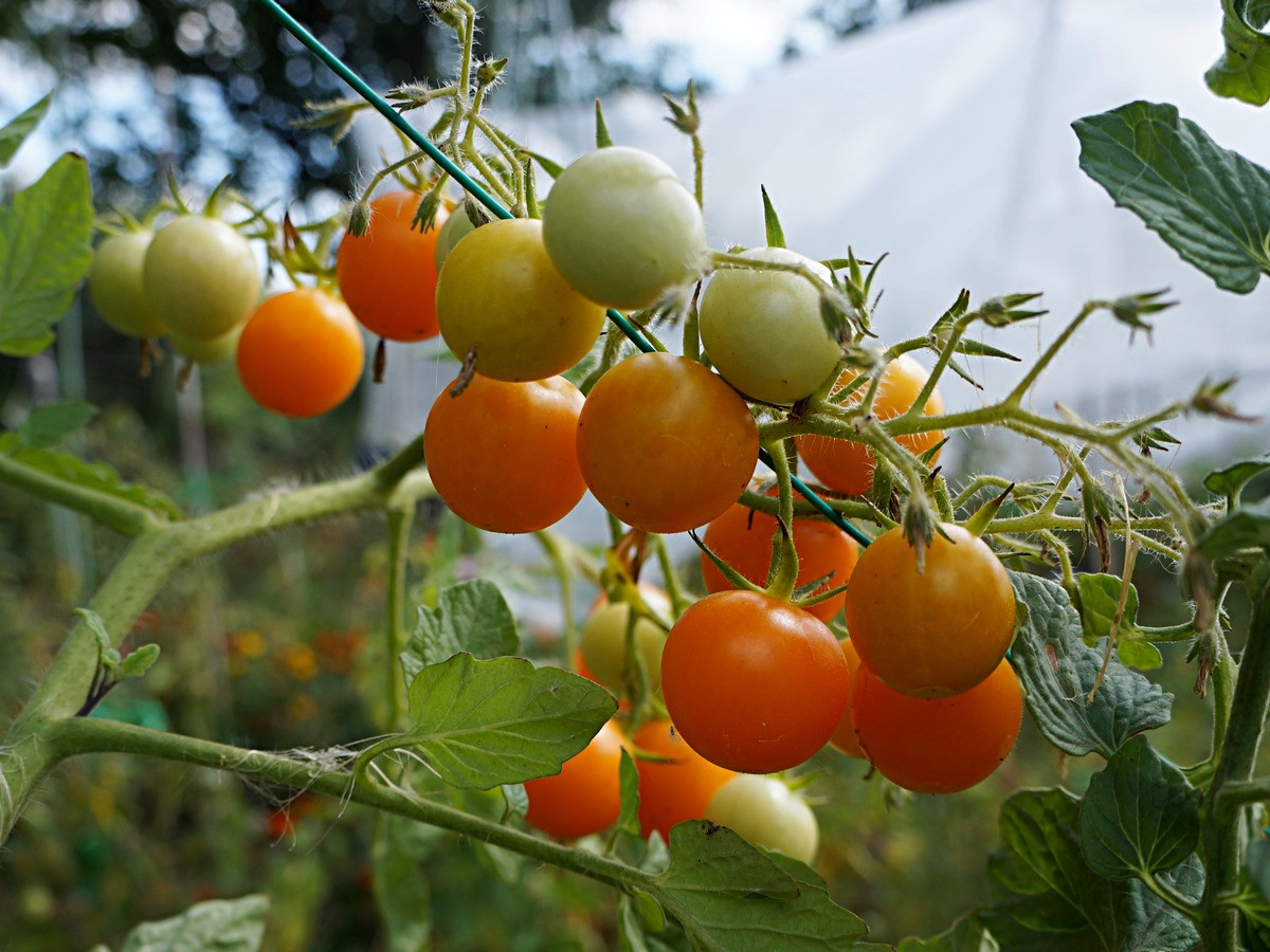 ampelnye-tomaty-foto-opisanie-sortov-lichnyj-opyt-vyrashhivaniya-2