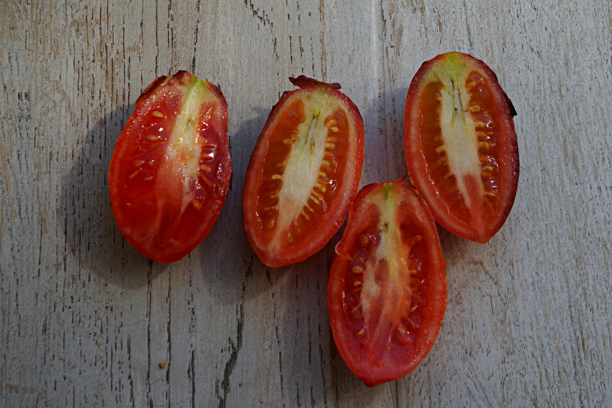 pomidory-gnom-foto-opisanie-sorta-lichnyj-opyt-vyrashhivaniya-13