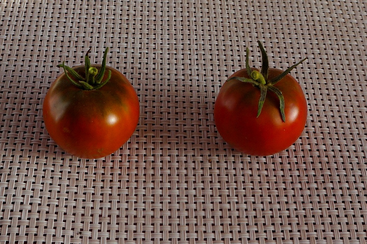 pomidory-gnom-foto-opisanie-sorta-lichnyj-opyt-vyrashhivaniya-10