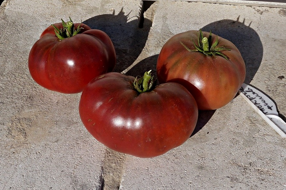 pomidory-gnom-foto-opisanie-sorta-lichnyj-opyt-vyrashhivaniya-8