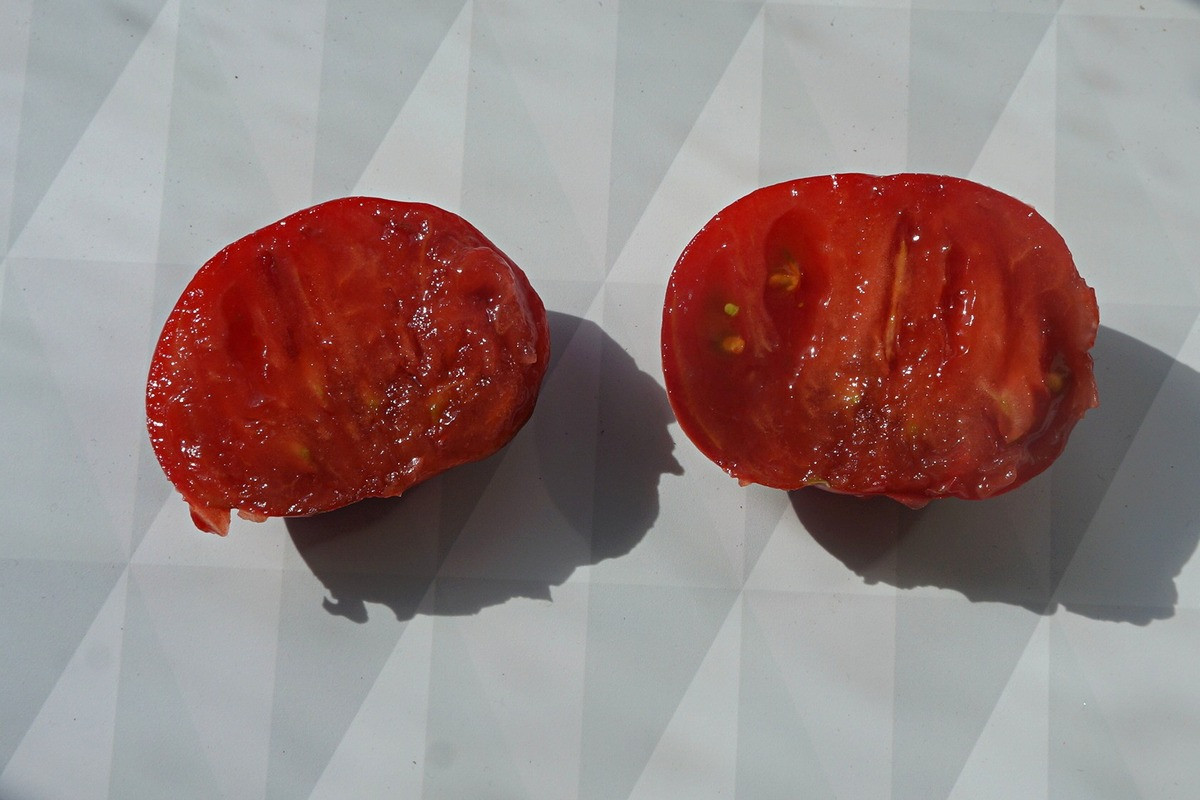 pomidory-gnom-foto-opisanie-sorta-lichnyj-opyt-vyrashhivaniya-9