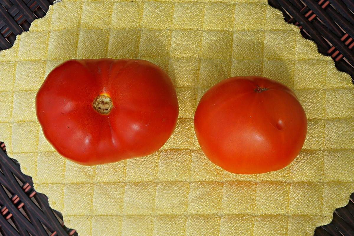 pomidory-gnom-foto-opisanie-sorta-lichnyj-opyt-vyrashhivaniya-6