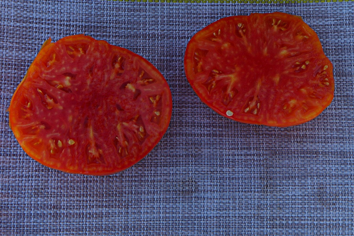 pomidory-gnom-foto-opisanie-sorta-lichnyj-opyt-vyrashhivaniya-7