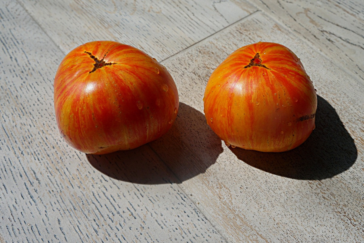 pomidory-gnom-foto-opisanie-sorta-lichnyj-opyt-vyrashhivaniya-2