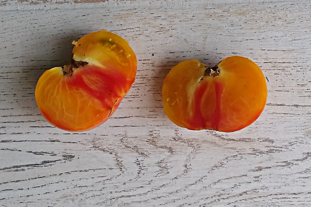 pomidory-gnom-foto-opisanie-sorta-lichnyj-opyt-vyrashhivaniya-3