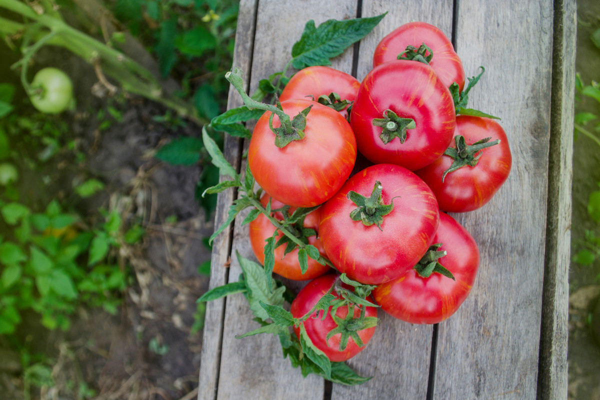 pomidory-gnom-foto-opisanie-sorta-lichnyj-opyt-vyrashhivaniya-1