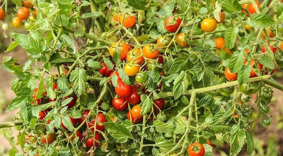 chto-sazhat-posle-pomidor-luchshie-posledovateli-dlya-tomatov-1