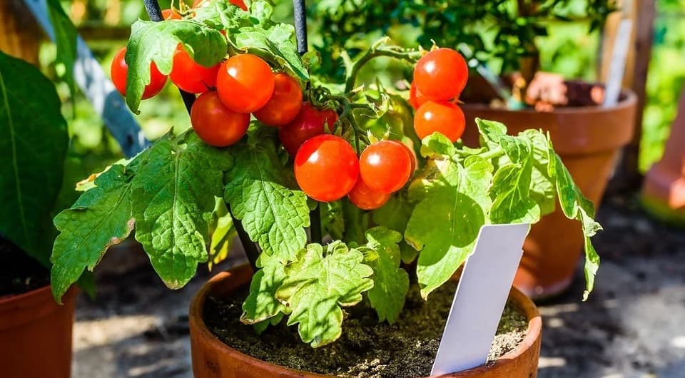 pomidory-na-rassadu-kak-pravilno-opredelit-sroki-poseva-v-2022-godu-1