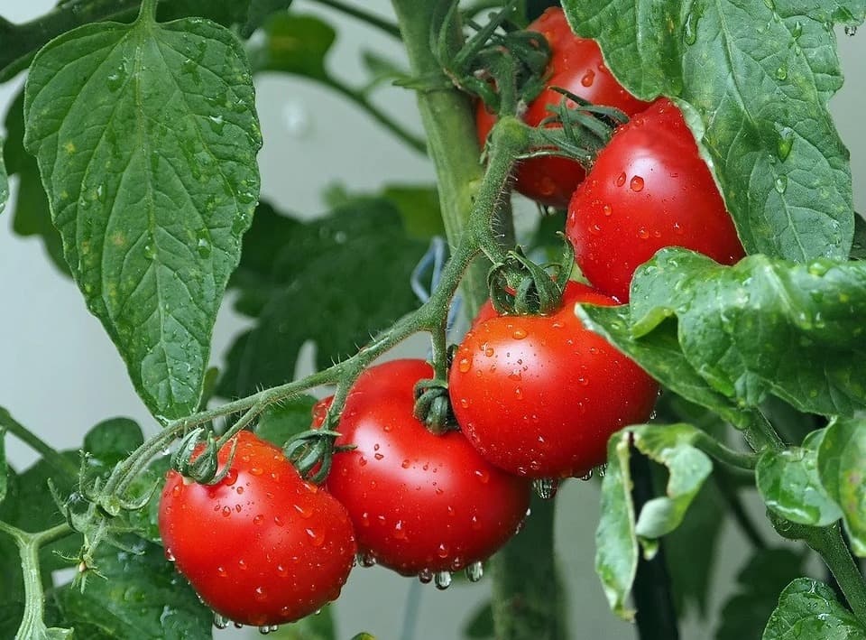 pomidory-na-rassadu-kak-pravilno-opredelit-sroki-poseva-v-2022-godu-3