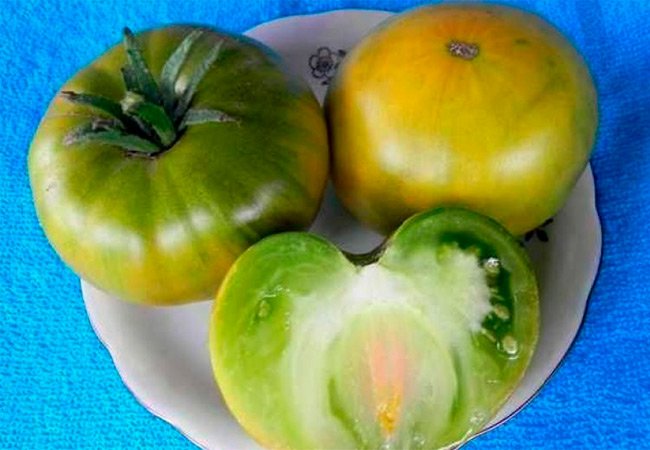 sorta-zelenyh-pomidor-foto-osobennosti-opisanie-zelenoplodnyh-tomatov-5