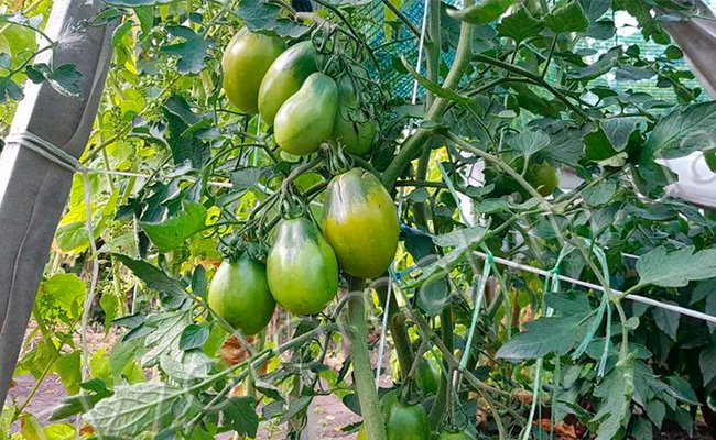 sorta-zelenyh-pomidor-foto-osobennosti-opisanie-zelenoplodnyh-tomatov-9