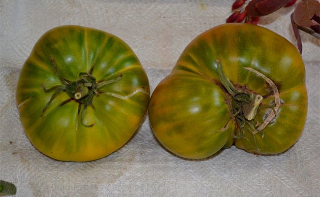 sorta-zelenyh-pomidor-foto-osobennosti-opisanie-zelenoplodnyh-tomatov-12