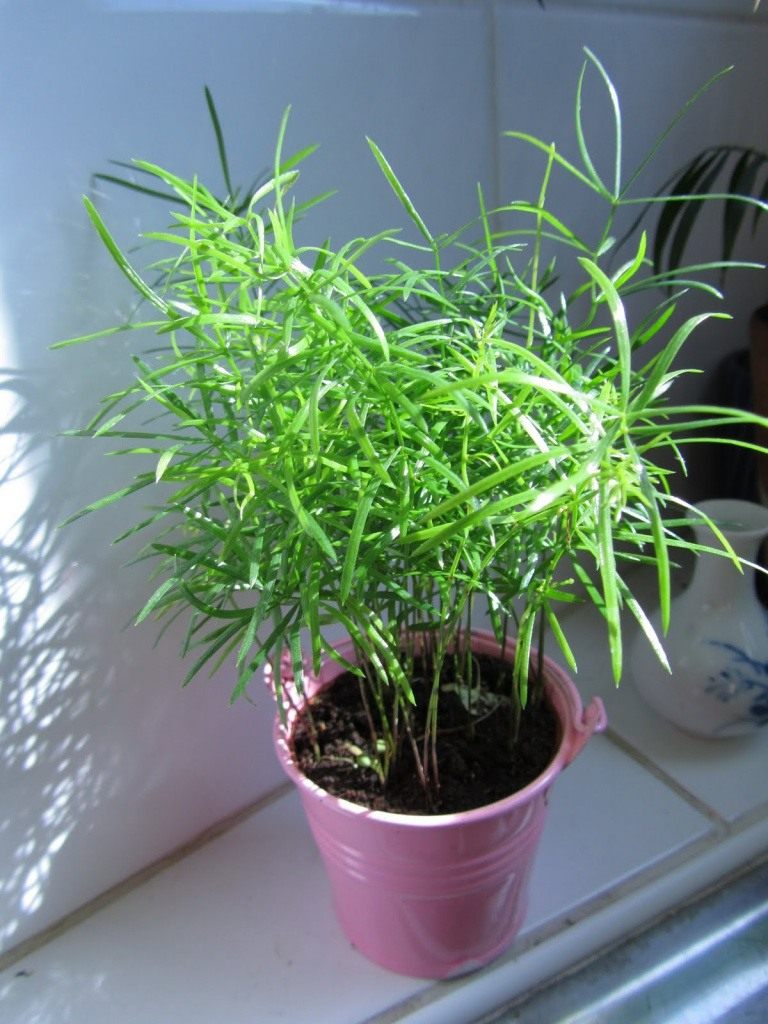 asparagus-foto-opisanie-kak-vyrastit-v-domashnih-usloviyah-3