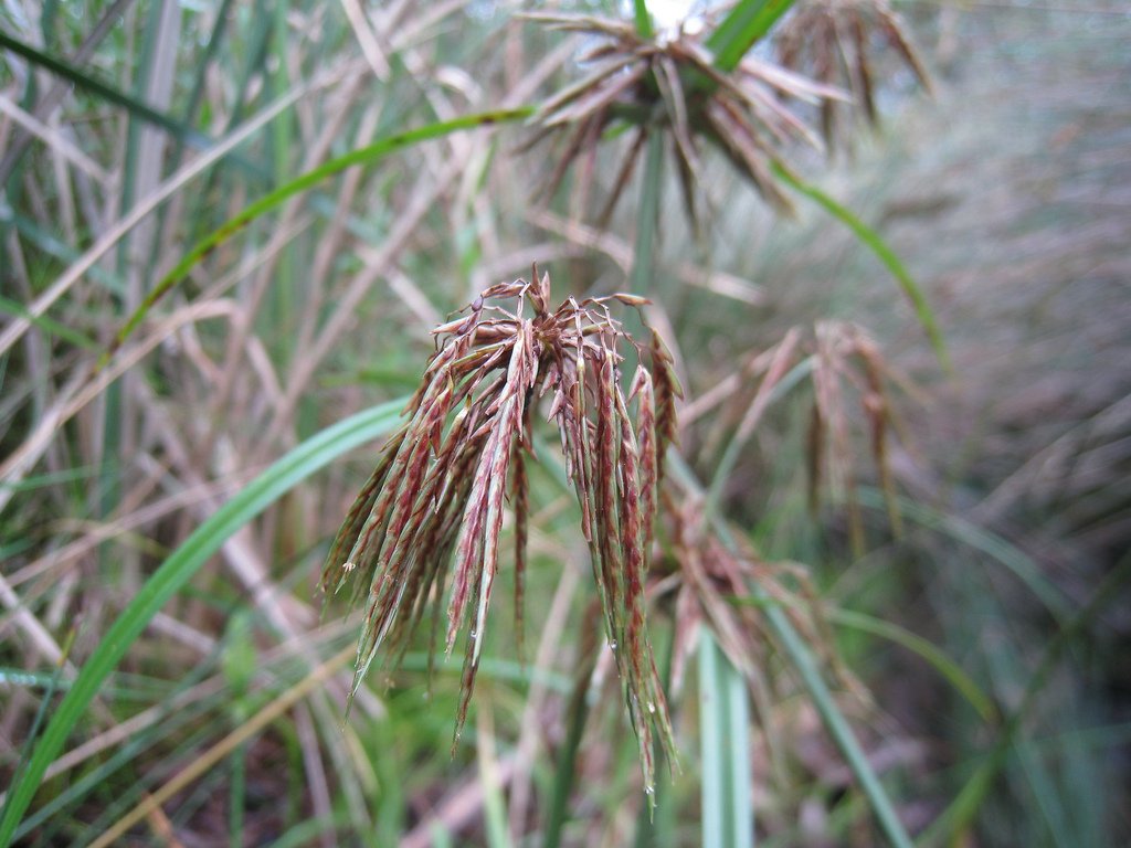 tsiperus-foto-opisanie-vidy-svojstva-uhod-v-domashnih-usloviyah-1