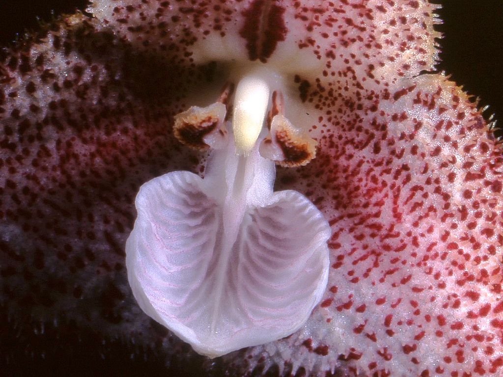 orhideya-drakula-foto-opisanie-vidy-vyrashhivanie-v-domashnih-usloviyah-3