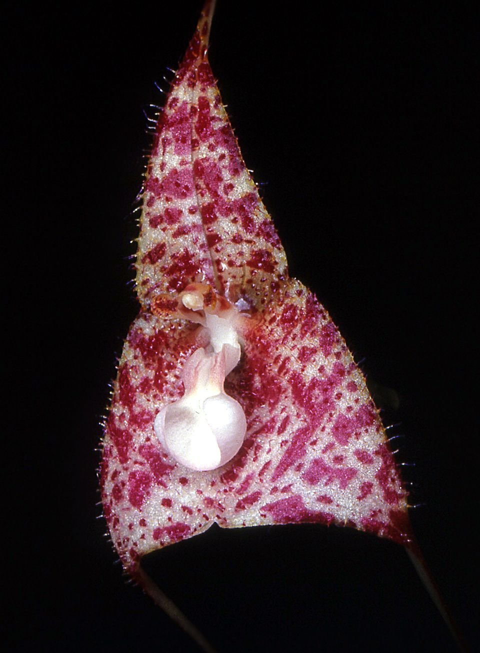 orhideya-drakula-foto-opisanie-vidy-vyrashhivanie-v-domashnih-usloviyah-8