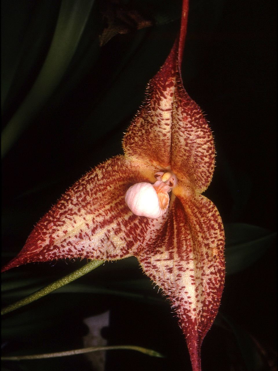 orhideya-drakula-foto-opisanie-vidy-vyrashhivanie-v-domashnih-usloviyah-4