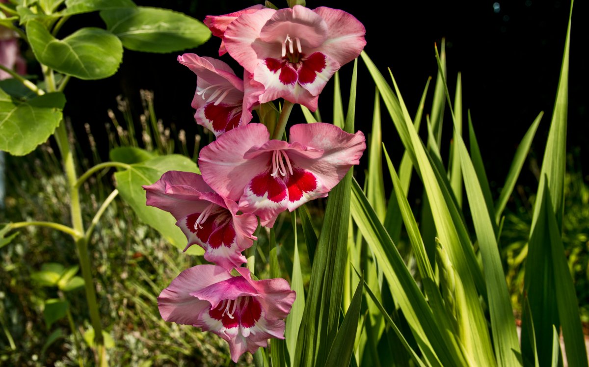 gladiolus-foto-opisanie-vidy-gladiolusov-posadka-i-uhod-12