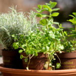 Целебные растения: какие лечебные растения можно выращивать дома