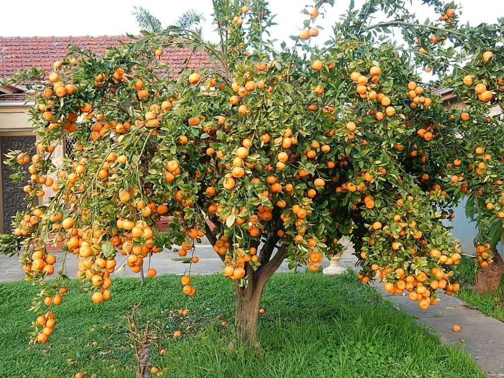 mandarinovoe-derevo-v-gorshke-vyrashhivanie-v-domashnih-usloviyah-2