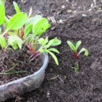 Посев свёклы на рассаду: преимущества рассадного способа