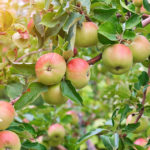 Чем подкормить яблоню после цветения: способы подкормки