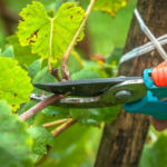 Летняя обрезка винограда: что нужно сделать, чтобы виноград был крупным