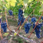 Обрезка лозы для начинающих: технология работы с виноградом