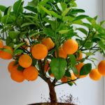Апельсиновое деревце: как вырастить в домашних условиях