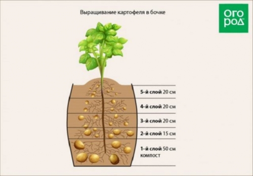 12 способов посадки картофеля: традиционные и новые