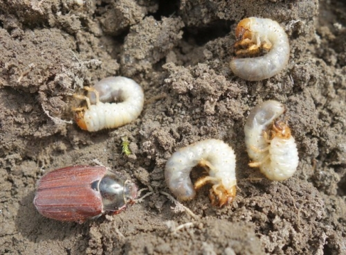 Майские жуки на участке – как уберечь растения от вредителя