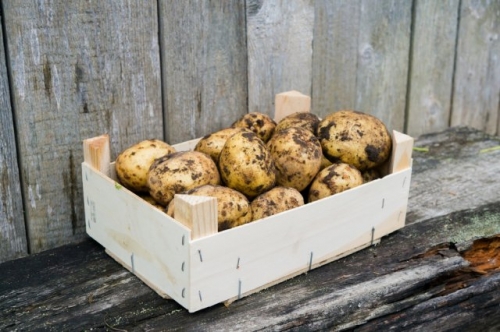 Готовим картофель к посадке: пошаговая инструкция