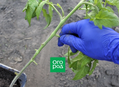 Выращивание томатов без полива по методу Казарина
