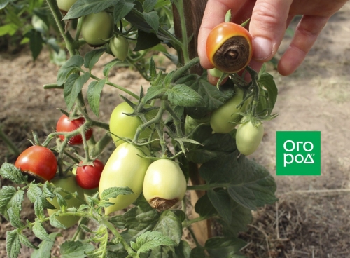 Чем подкормить помидоры, которые плохо растут
