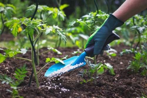Огородные хитрости: как экономно расходовать покупные удобрения