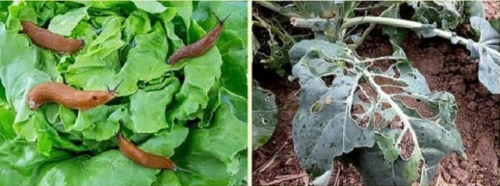Слизни и улитки на капусте – как спасти урожай