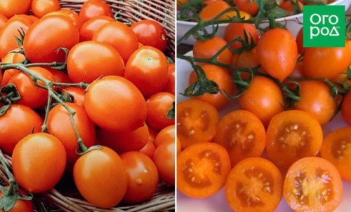Самые сладкие сорта и гибриды томатов по итогу 2023 года