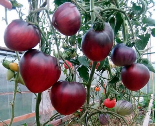 Как выбрать 5 сортов томатов, которых хватит для всего