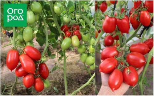 20 самых урожайных сортов томатов по итогам 2023 года